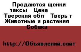 Продаются щенки таксы › Цена ­ 4 000 - Тверская обл., Тверь г. Животные и растения » Собаки   